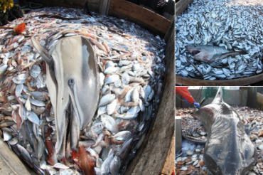 Bycatch photos by Brian Raymond