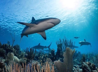 Gardens of the Queen