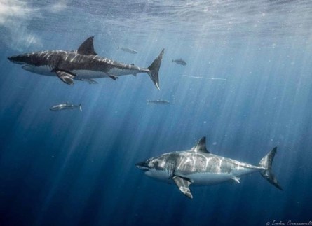 Inka Great White Sharks
