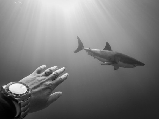 Maya Santangelo - Guadalupe Great White - Photo by Maya Santangelo.JPG
