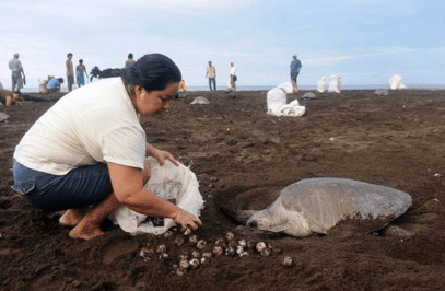 Sea Turtle Egg Poaching