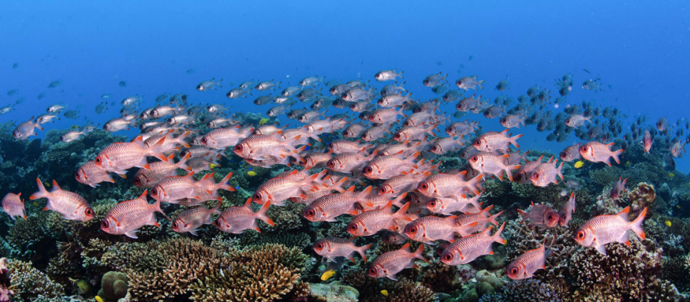 Photo courtesy of SeyCCAT